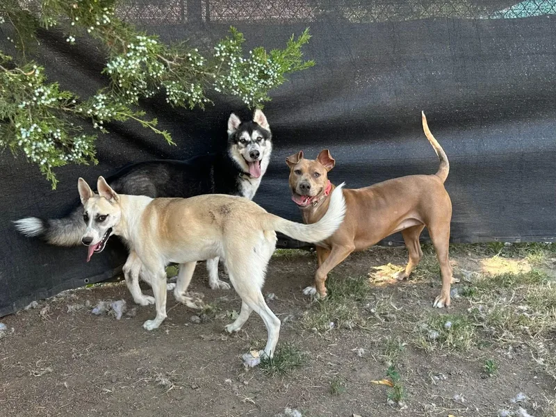 Sallie Jo thumbnail 4