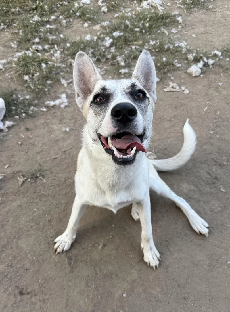 Sallie Jo thumbnail 6