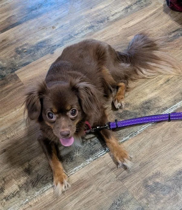 An adult small-sized female Brown / Chocolate Chihuahua dog named Coco for adoption in Watertown, CT