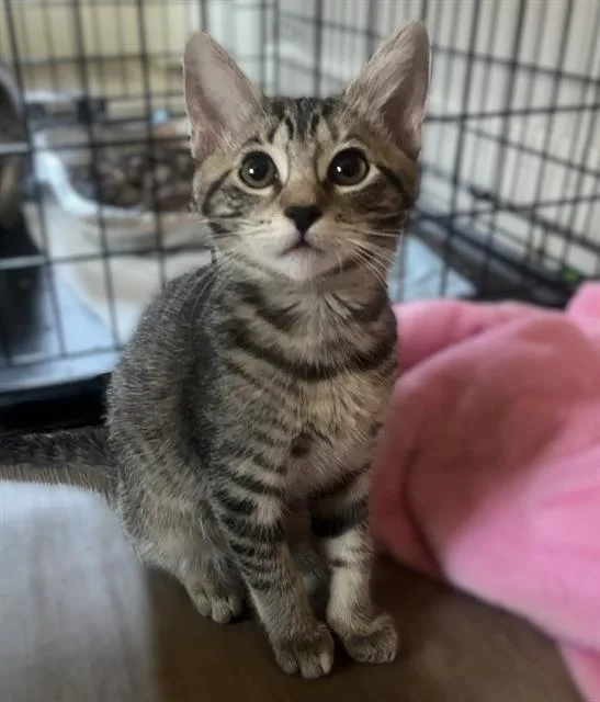 A baby small-sized female Domestic Short Hair cat named Cayenne for adoption in Sacramento, CA