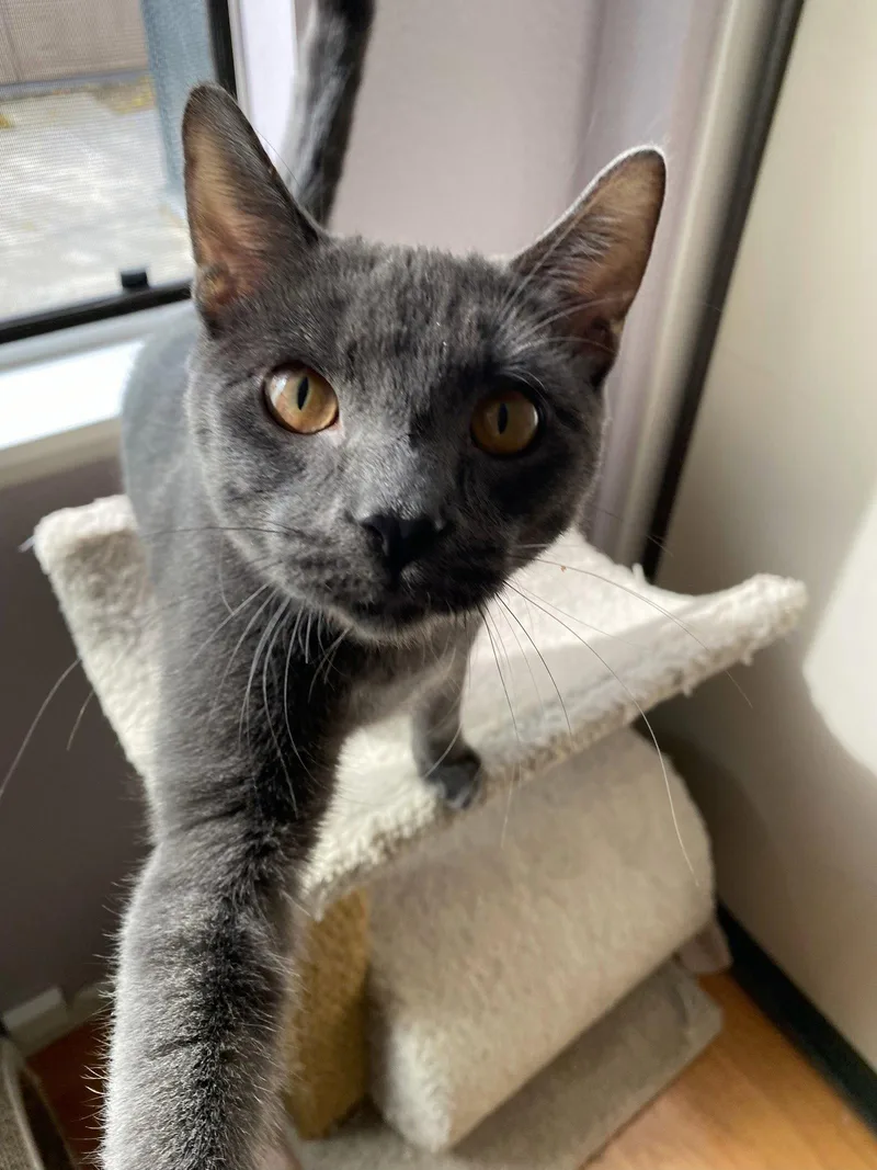 A young medium-sized male Gray / Blue / Silver Russian Blue cat named Zaya for adoption in Riverside, CA