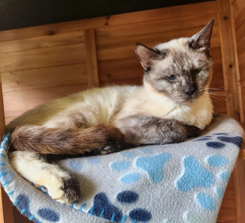 A young medium-sized female Domestic Short Hair cat named Milly for adoption in Crossville, TN