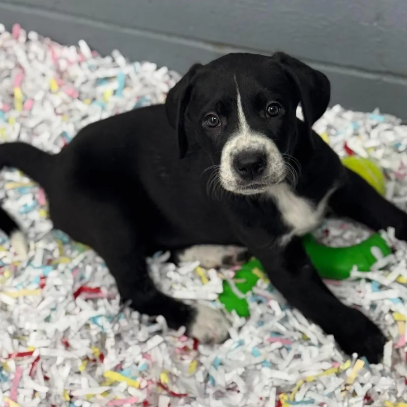 A baby small-sized female Black Mixed Breed dog named Mint for adoption in New York, NY