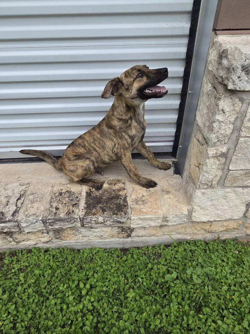 A young medium-sized male Shepherd dog named Truffle for adoption in Schertz, TX