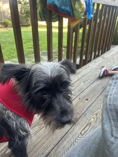 A young small-sized female Tricolor (Brown, Black, & White) Miniature Schnauzer dog named Starlight for adoption in Liverpool, TX
