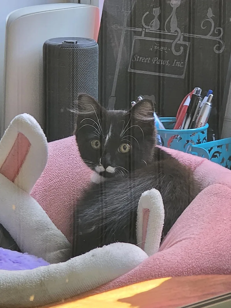 A baby small-sized female Black & White / Tuxedo Domestic Short Hair cat named Amelia for adoption in Locust Grove, GA
