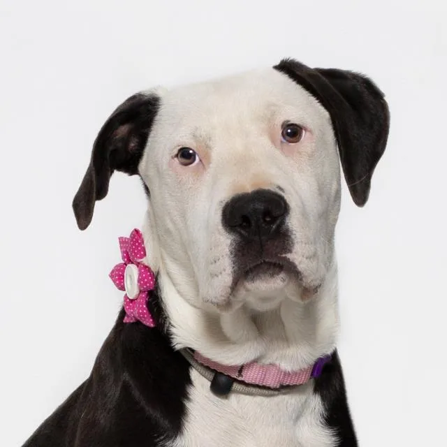 A young small-sized female Pointer dog named Josie for adoption in Santa Barbara, CA