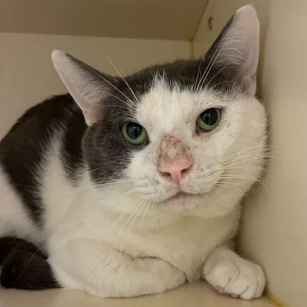 An adult large-sized male White Domestic Short Hair cat named Dolphin for adoption in Dayton, OH