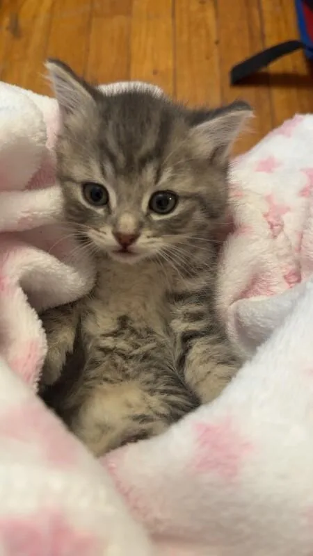 A young medium-sized female Domestic Short Hair cat named Iris for adoption in Cortland, NY