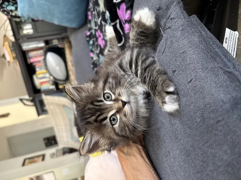 A baby small-sized female Brown / Chocolate Maine Coon cat named Nala for adoption in La Jolla, CA