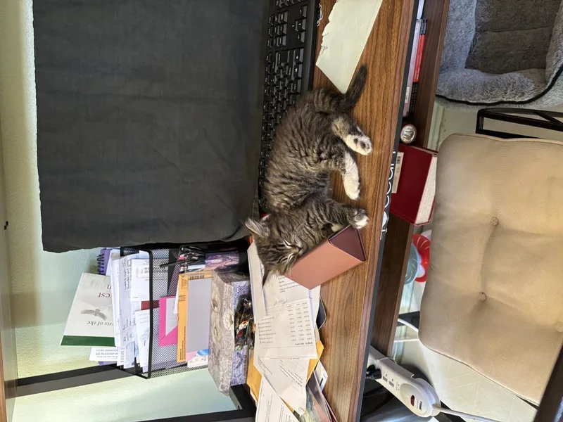 Nala thumbnail 3