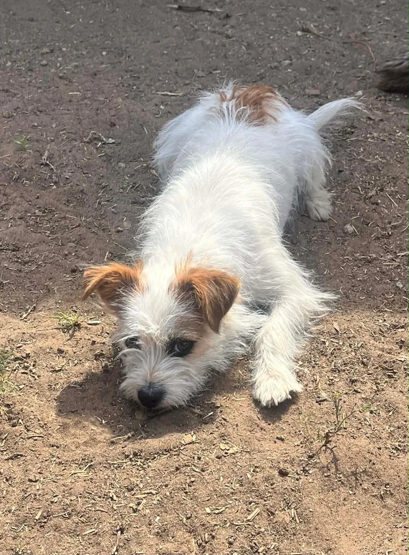 Millie