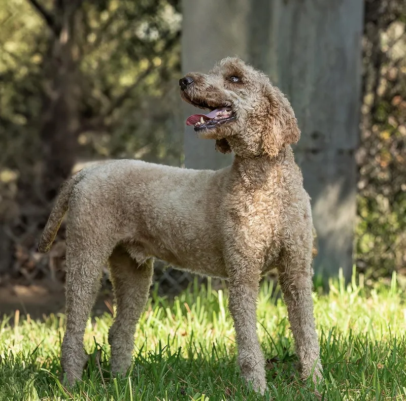 A young medium-sized male Yellow / Tan / Blond / Fawn Labradoodle dog named RoRo for adoption in Tomball, TX