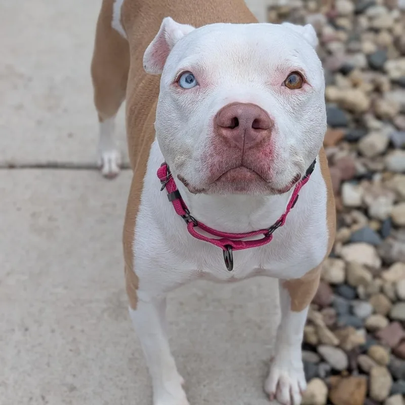 A senior large-sized female Pit Bull Terrier dog named Goldie for adoption in Milan, IL