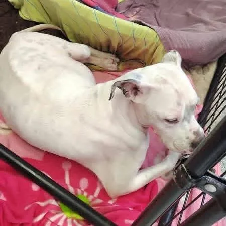 A young medium-sized female White / Cream Boxer dog named Jackie for adoption in Lancaster, OH