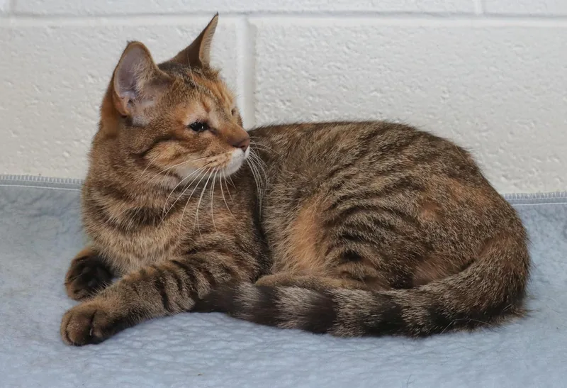 A young medium-sized female Torbie cat named Colette for adoption in Euclid, OH