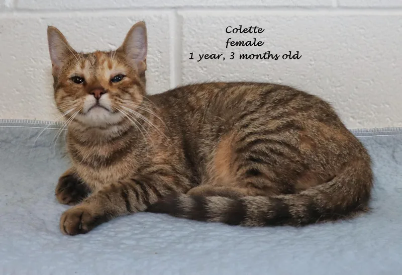 Colette thumbnail 4