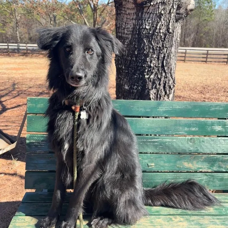 Sd Moustache thumbnail 2