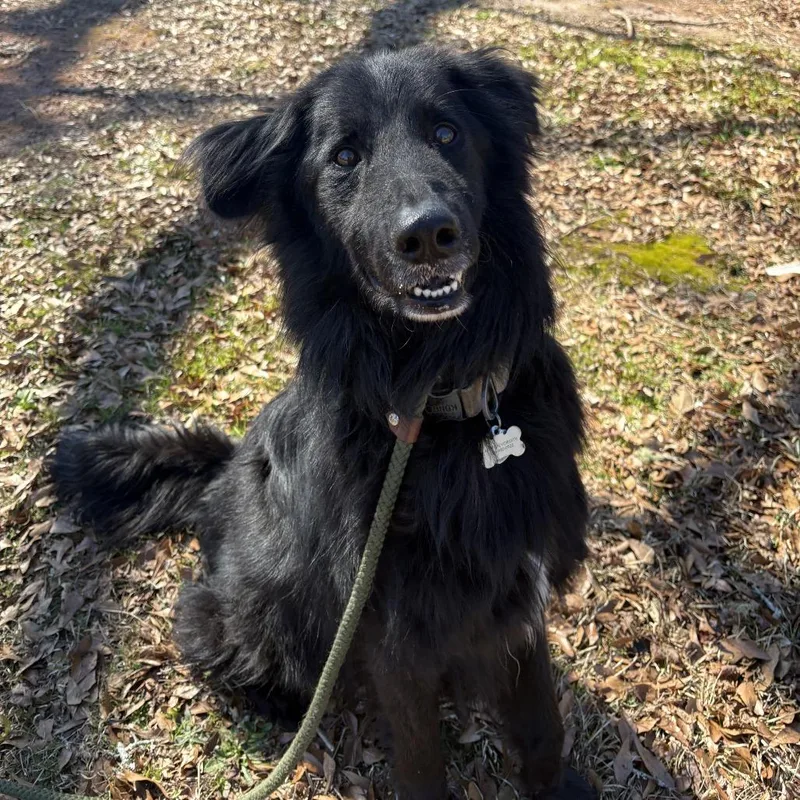 Sd Moustache thumbnail 3