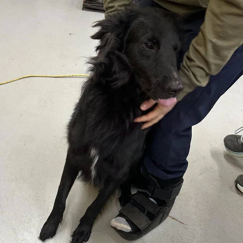 Sd Moustache thumbnail 4