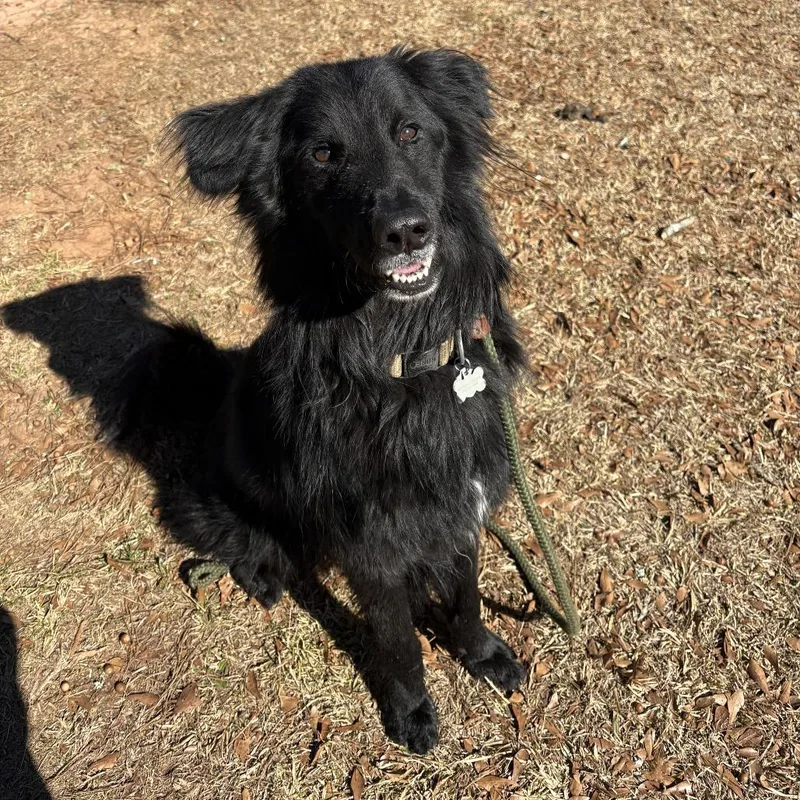 Sd Moustache thumbnail 5