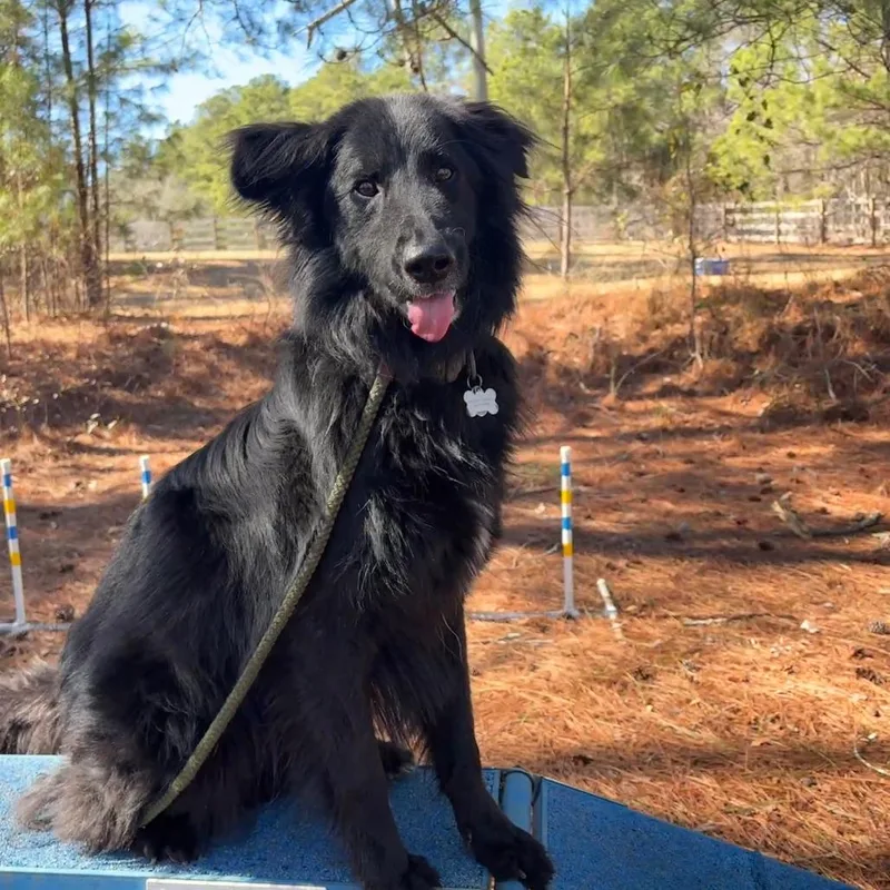 Sd Moustache thumbnail 6