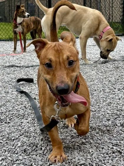 An adult medium-sized male Mixed Breed dog named Buddy for adoption in Cincinnati, OH