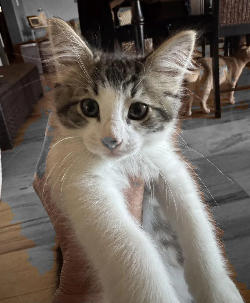 A baby medium-sized male Domestic Short Hair cat named Scotty for adoption in Seal Beach, CA