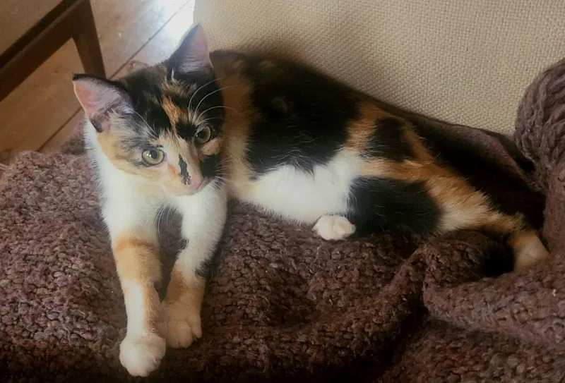 A baby small-sized female Calico Domestic Short Hair cat named Josie for adoption in Salisbury, MA