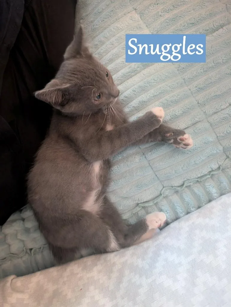 A baby medium-sized male Domestic Short Hair cat named Snuggles for adoption in Hoover , AL