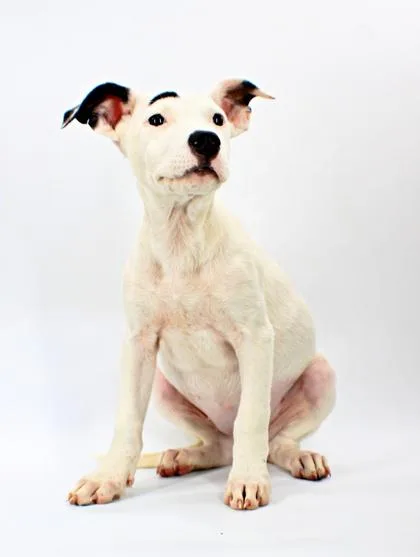 A baby large-sized female Labrador Retriever dog named Ivory for adoption in Morton Grove, IL