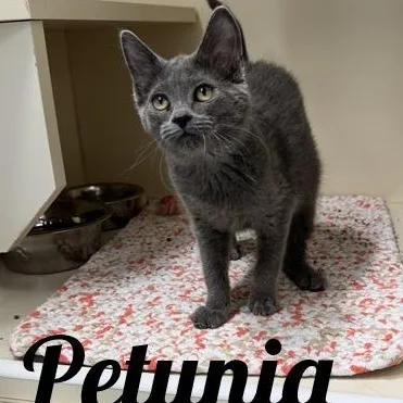 A young medium-sized female Gray / Blue / Silver Domestic Short Hair cat named Petunia for adoption in Manistee, MI