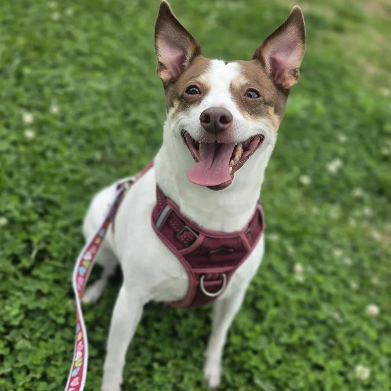 An adult small-sized female White / Cream Rat Terrier dog named Autumn for adoption in Lowell, AR