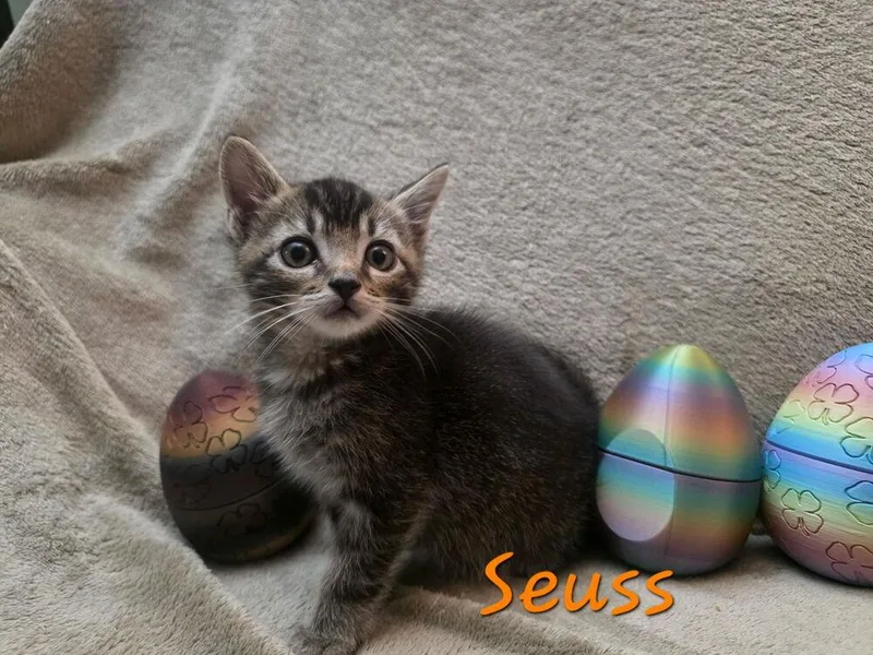 A baby small-sized male Domestic Short Hair cat named George Michael for adoption in Vancouver, WA