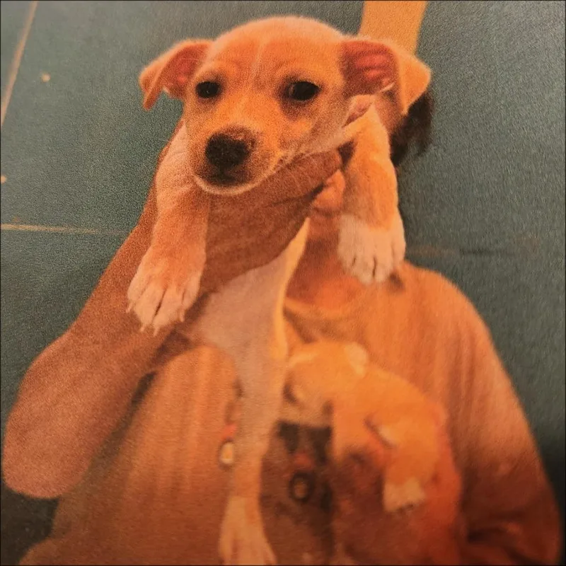 A baby small-sized male Chihuahua dog named Jagger for adoption in Thompson Falls, MT