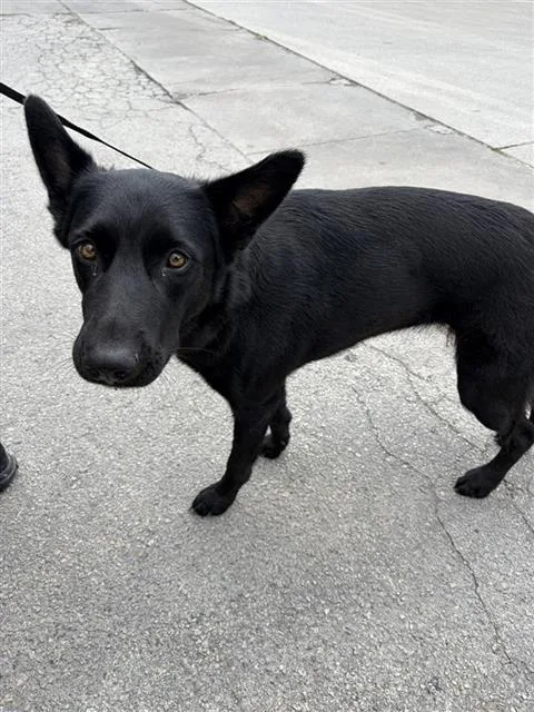 An adult large-sized female German Shepherd Dog dog named Sabrina for adoption in San Antonio, TX