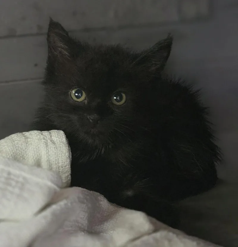 A baby medium-sized female Black Domestic Short Hair cat named Endora for adoption in Woodsfield, OH