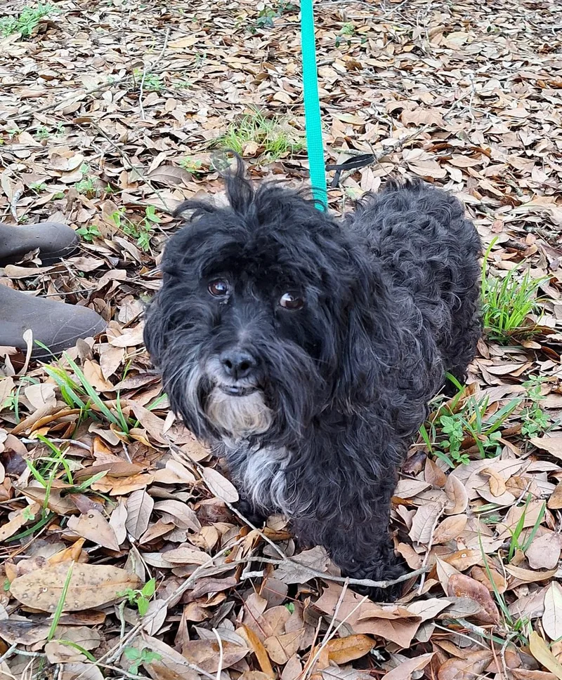 Nombeko Blt thumbnail 3