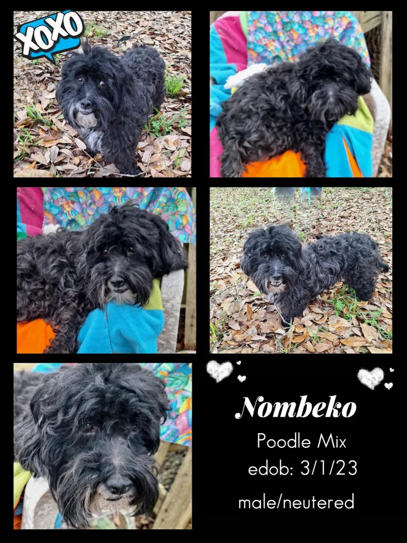 Nombeko Blt thumbnail 6