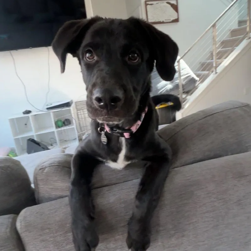 A baby medium-sized male Black German Shepherd Dog dog named Maui for adoption in Murray, UT