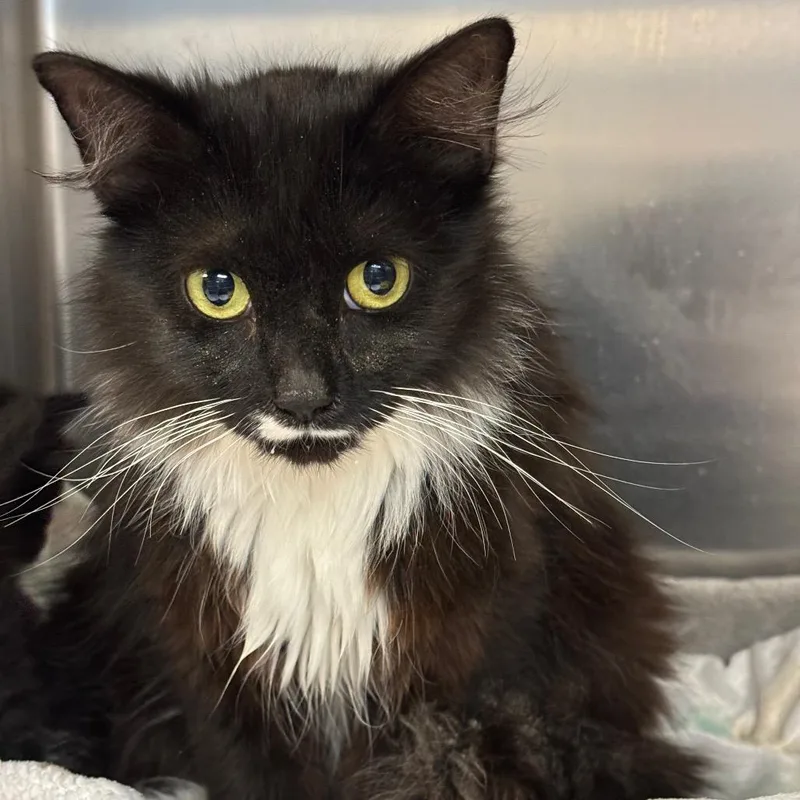 An adult small-sized female Black Domestic Medium Hair cat named Stache for adoption in Vineland, NJ