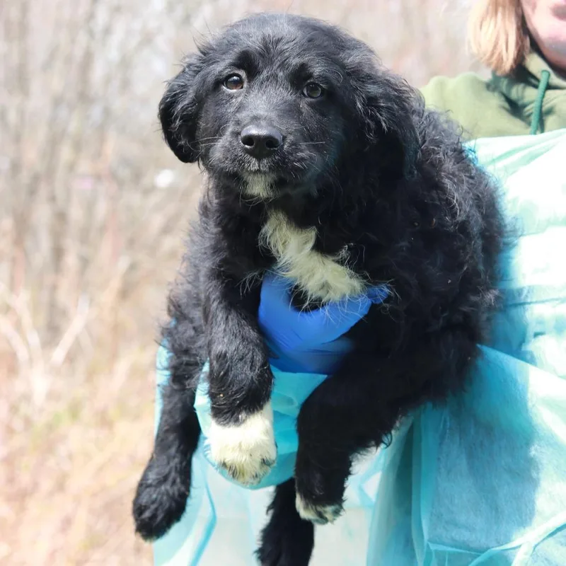 A baby medium-sized female Black Border Collie dog named Ct Shirley for adoption in Stormville, NY