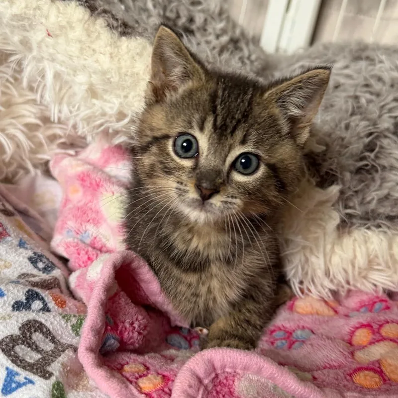 A baby small-sized female Gray / Blue / Silver Domestic Short Hair cat named Tater for adoption in Tacoma, WA
