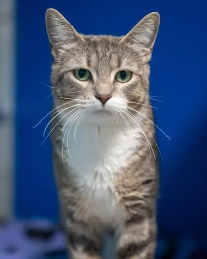 An adult medium-sized female Domestic Short Hair cat named Demi for adoption in Pequot Lakes, MN