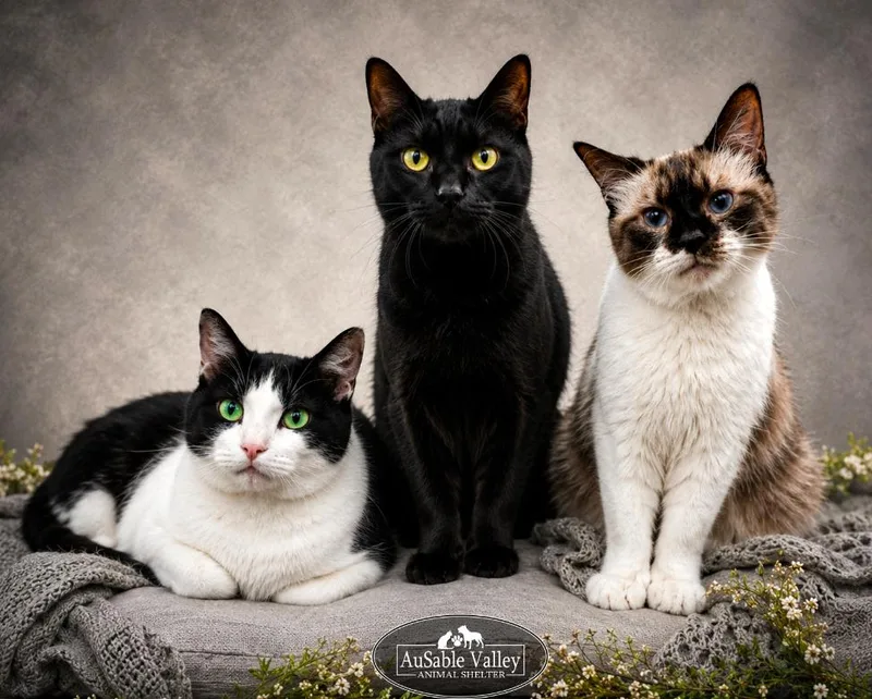 An adult medium-sized male Black & White / Tuxedo Domestic Short Hair cat named Bonded Triolane  Dash for adoption in Grayling, MI
