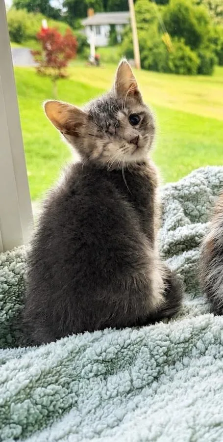 A baby small-sized female Gray / Blue / Silver Domestic Short Hair cat named Kiwi for adoption in Romney, WV