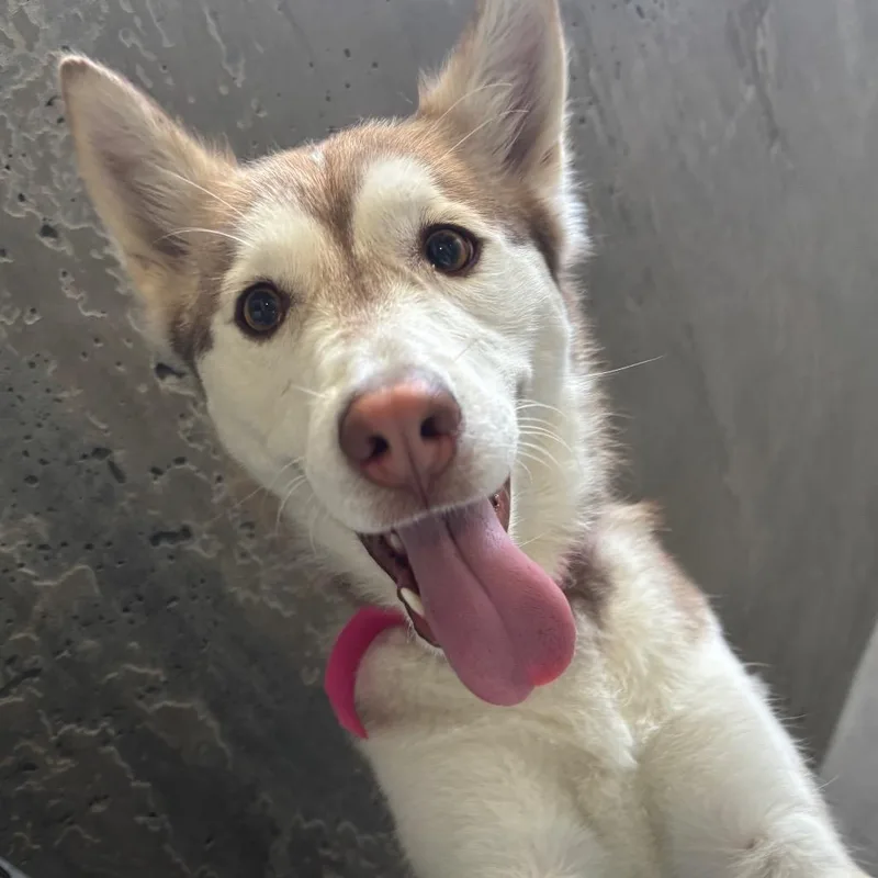 An adult medium-sized female Brown / Chocolate Siberian Husky dog named Molly A for adoption in Mission Hills, CA