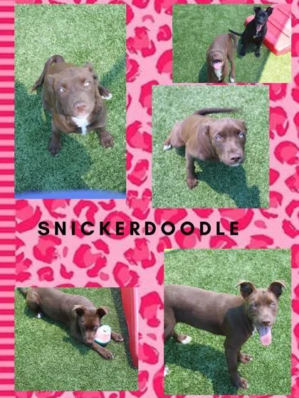 A baby small-sized female Retriever dog named Snickerdoodle for adoption in Kenansville, NC