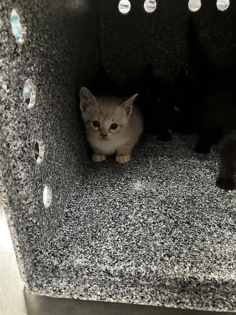 A baby small-sized female Domestic Short Hair cat named Odd Ball for adoption in Dallas, TX