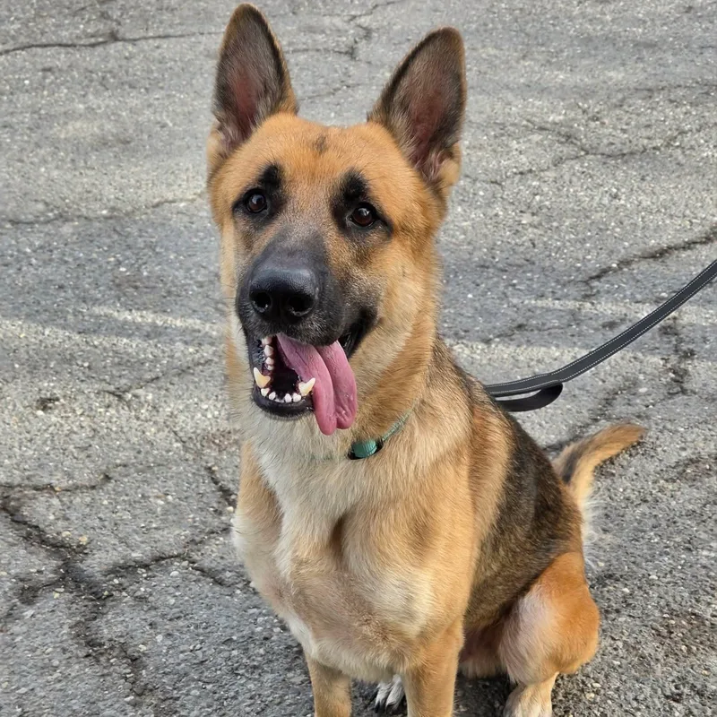 A young large-sized male German Shepherd Dog dog named Geranimo for adoption in Warren, OH